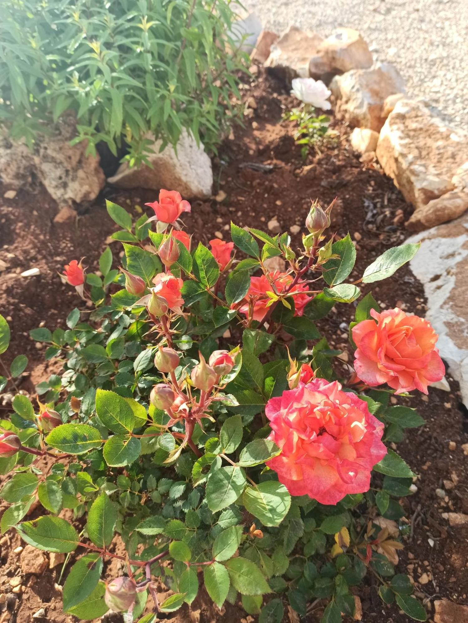 카스텔라나그로테 Trulli Don Pietro 게스트하우스 외부 사진